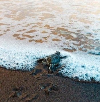 La noche mágica de las tortugas marinas