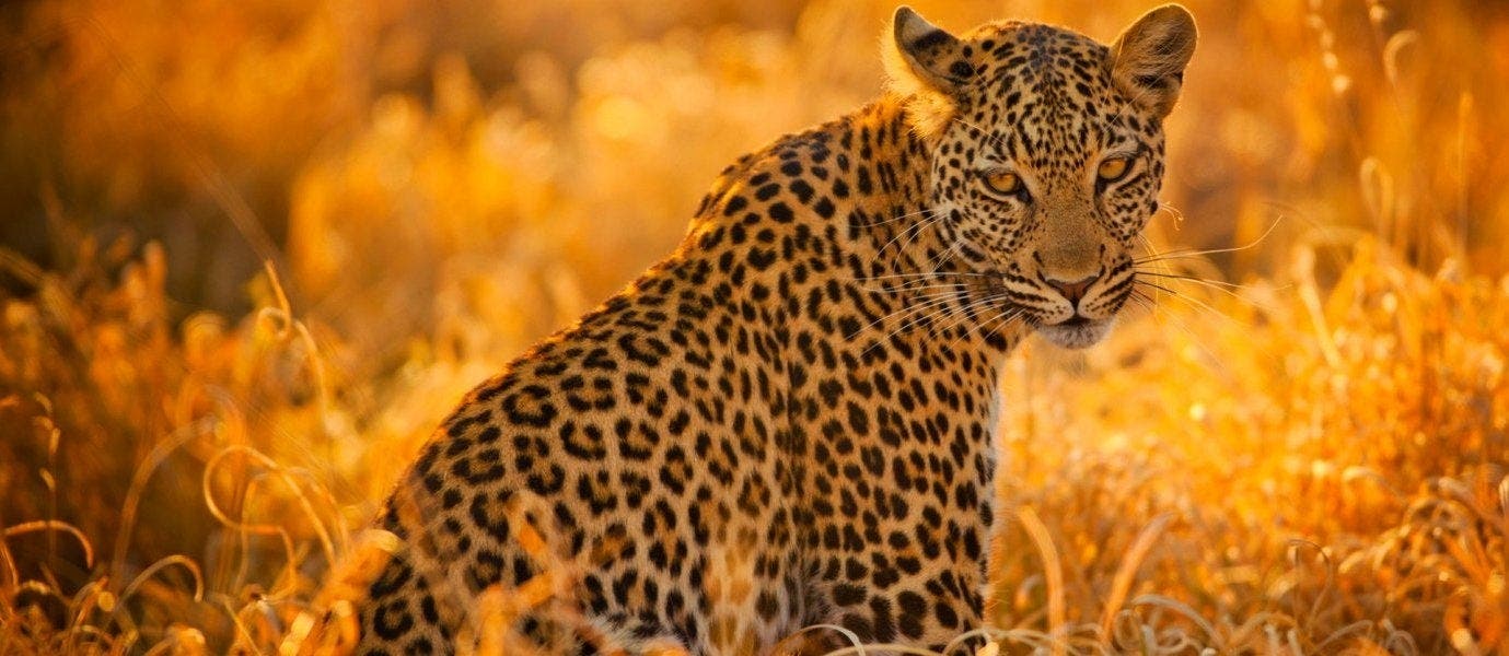 Kruger, Cabo y Cataratas Victoria