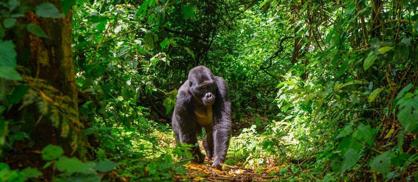 Tesoros de Uganda: tierra de primates