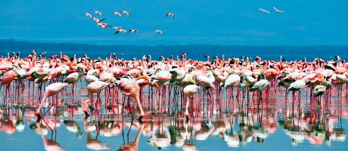 Luxe et Aventure au Kenya