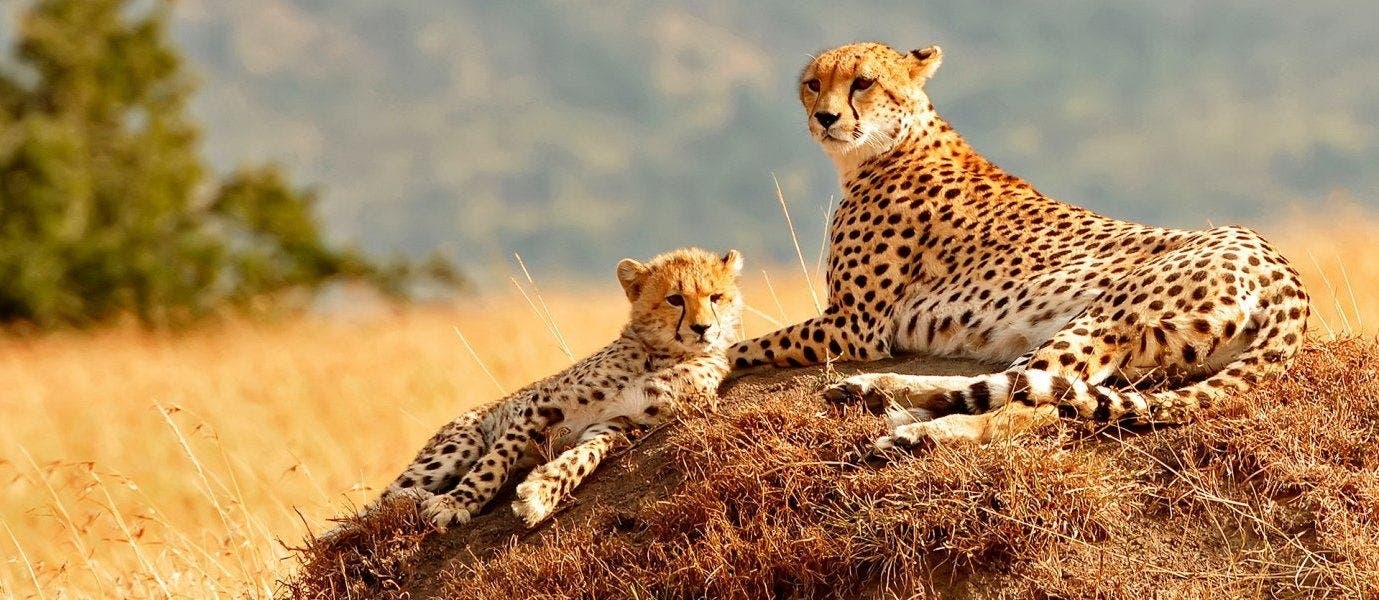 Luxe et Aventure au Kenya