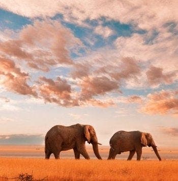 Luxe et Aventure au Kenya