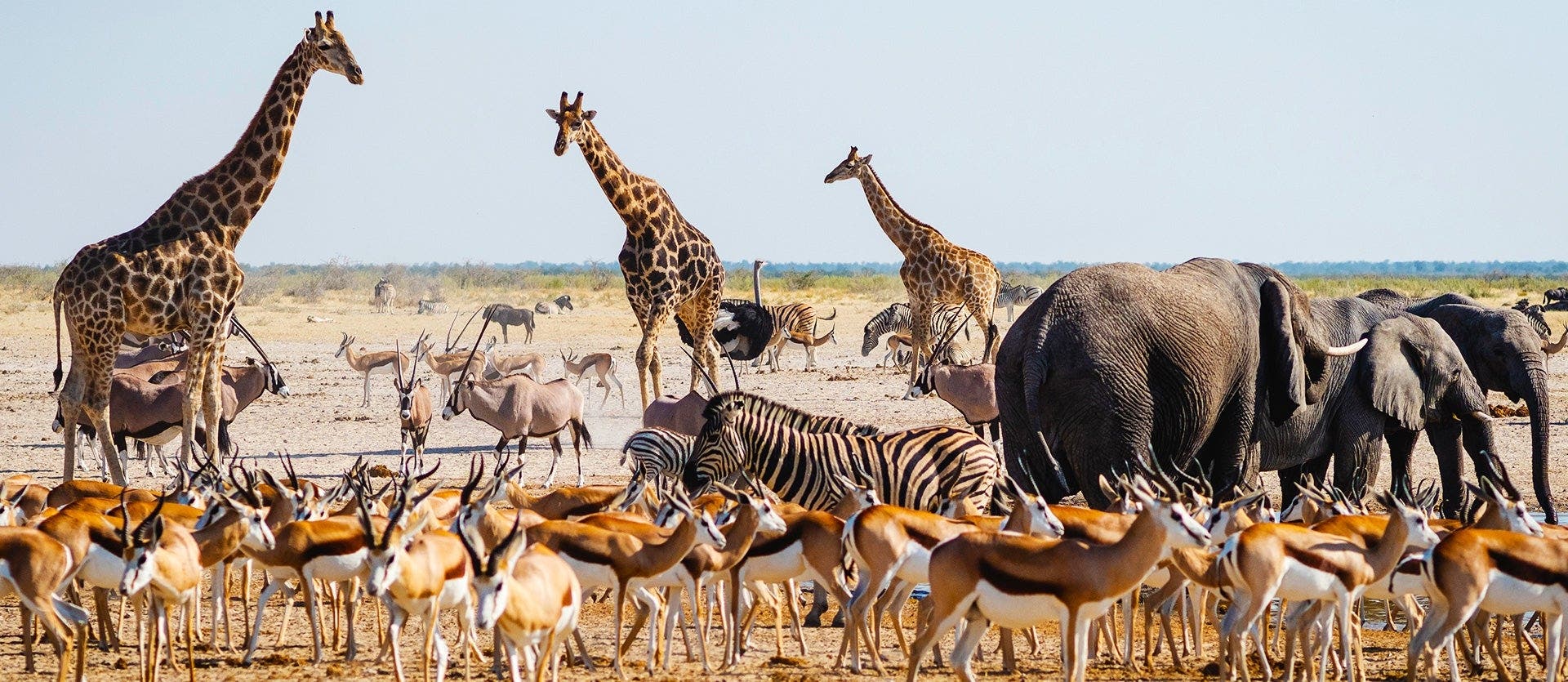 Safari, Sand Dunes & Victoria Falls