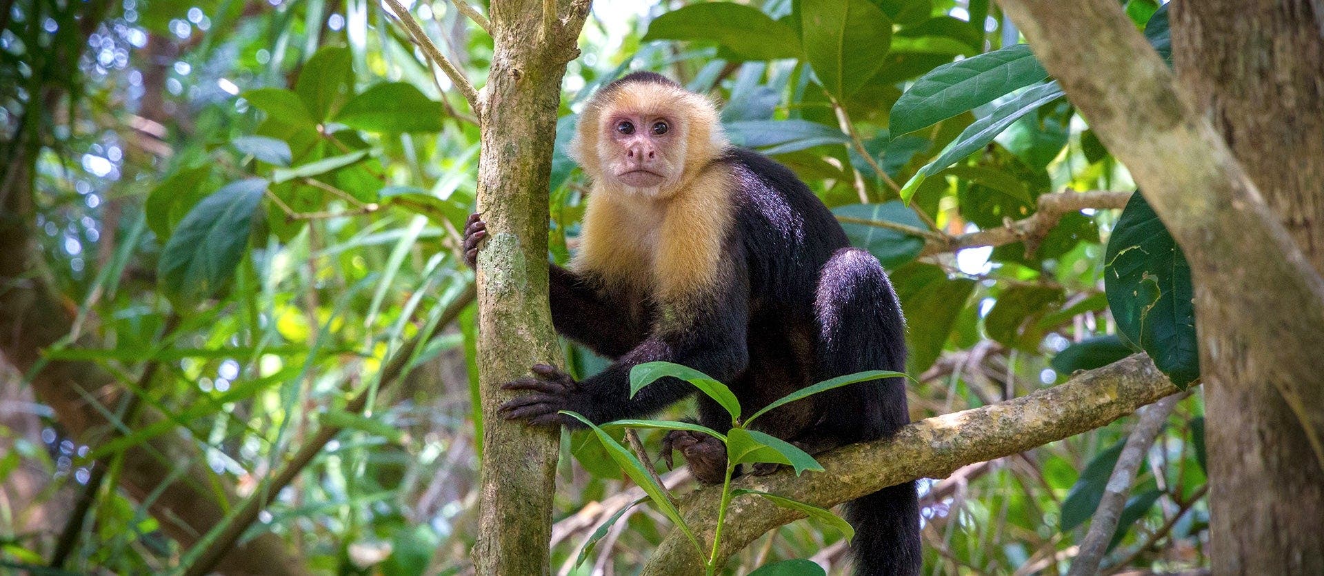 Tropical Paradise & Manuel Antonio Park