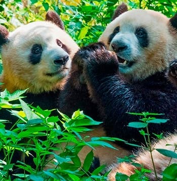 Modern Shanghai & Chengdu’s Giant Pandas