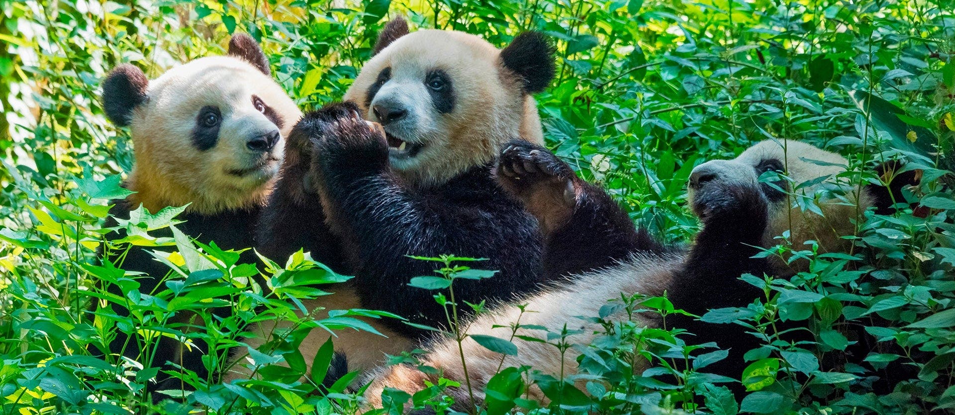 Modern Shanghai & Chengdu’s Giant Pandas