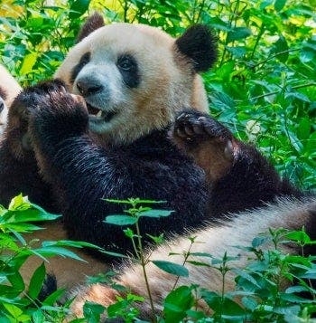 Modern Shanghai & Chengdu’s Giant Pandas