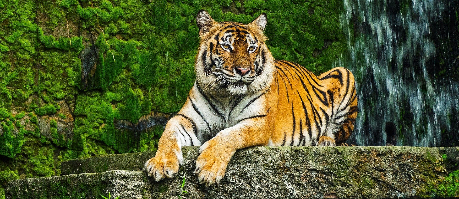 Indian Safari adventure