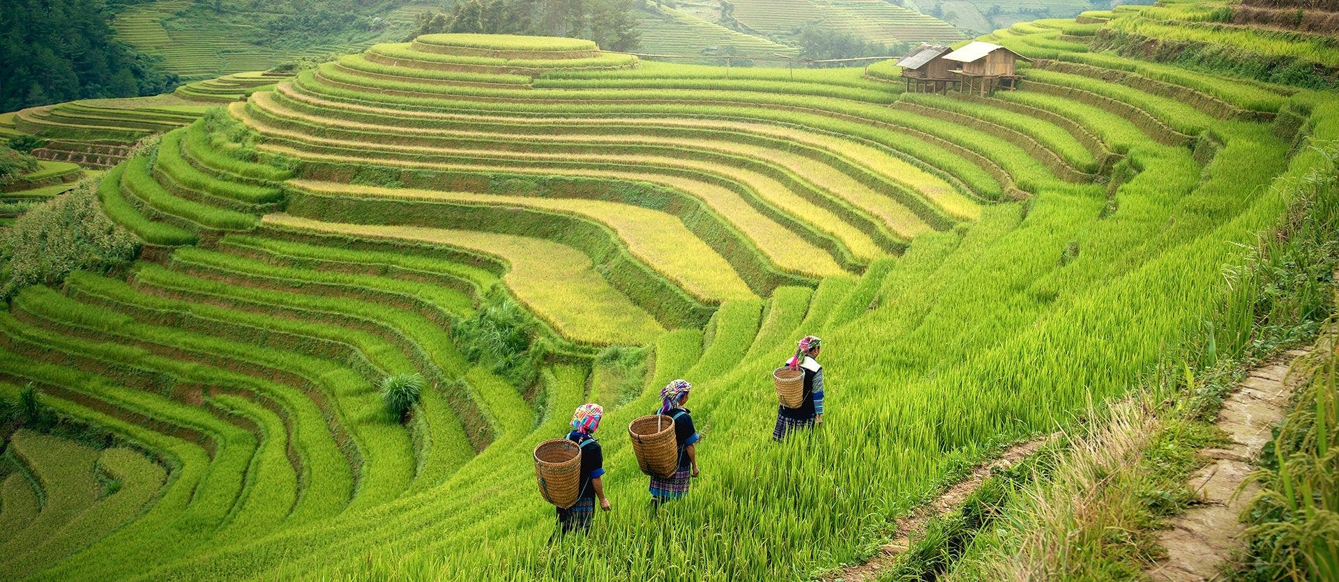 Essential Vietnam & Sapa Valley nature