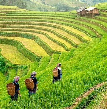 Essential Vietnam & Sapa Valley nature