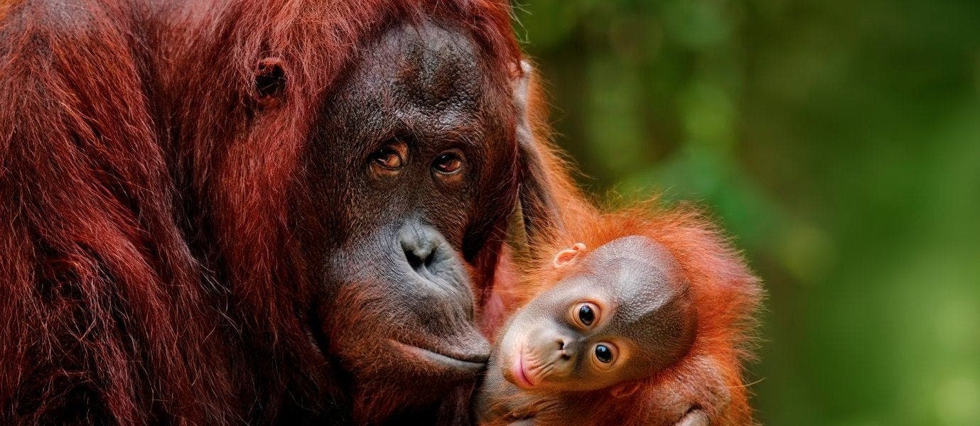 Between Rainforests & Orangutans