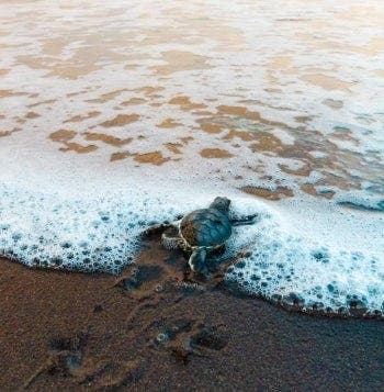 Magical Night of the Sea Turtles