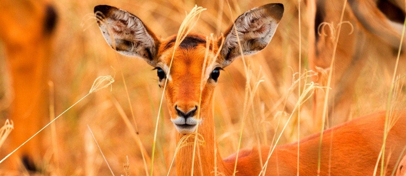 Wild Savannah & Beach