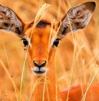 Wild Savannah & Beach