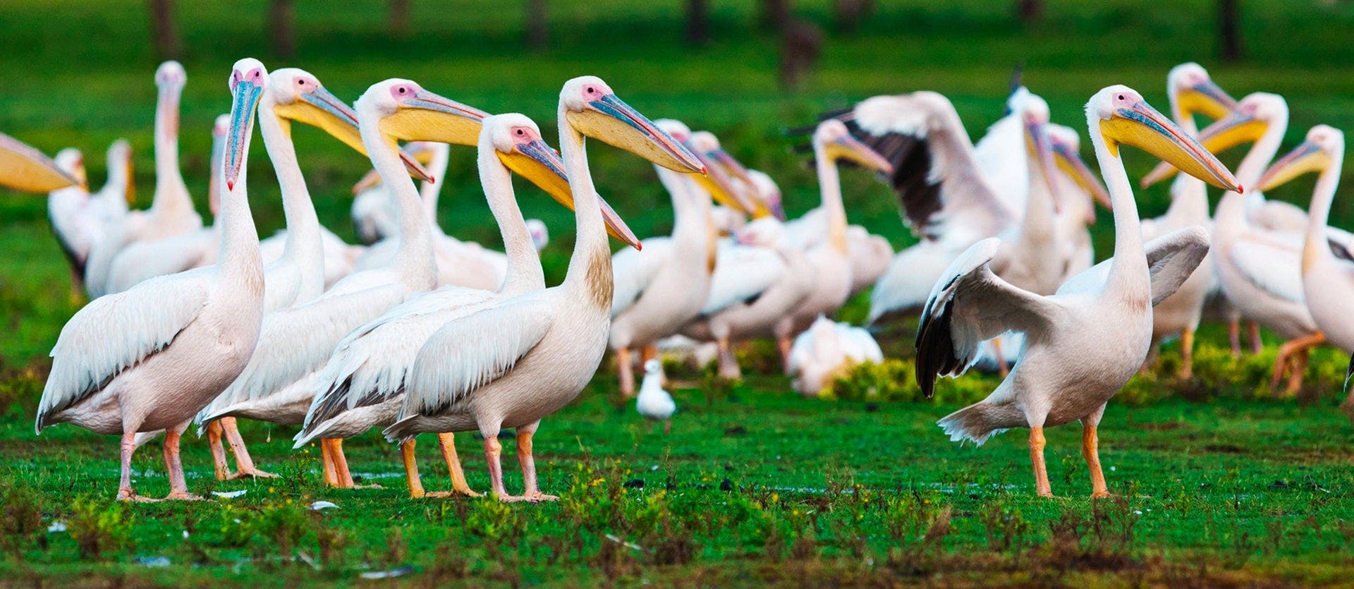 Nairobi, Wildlife Safari & Nyahururu