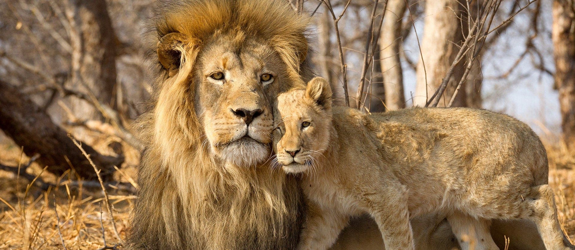 Kruger Safari & Zulu Heritage