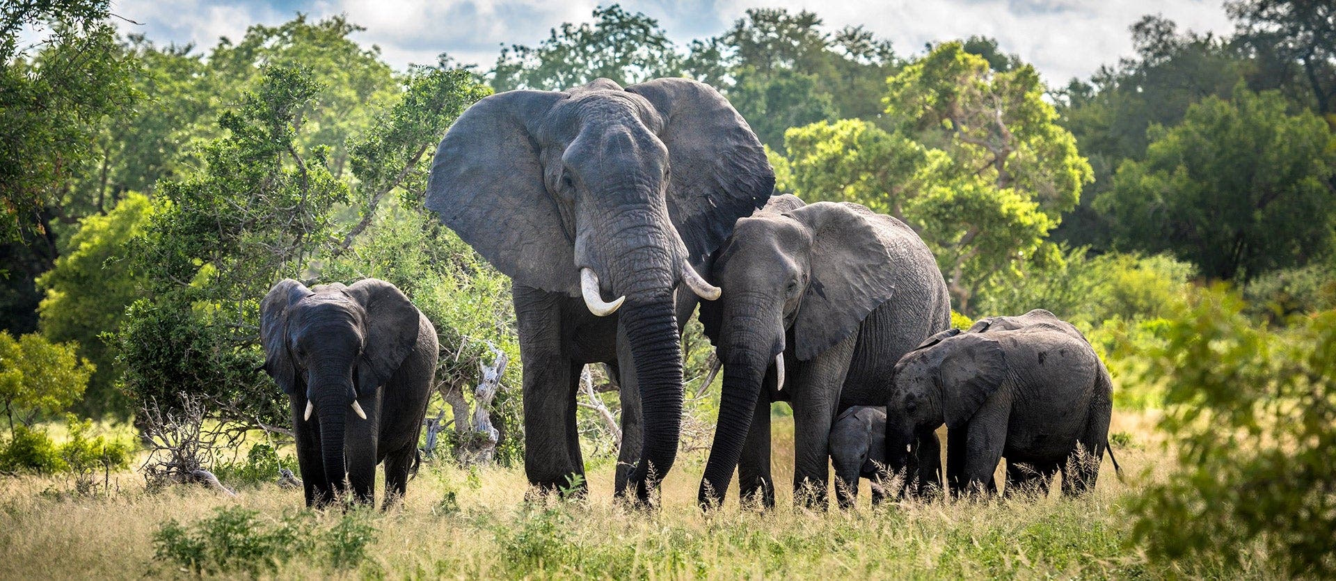 Kruger Safari & Zulu Heritage