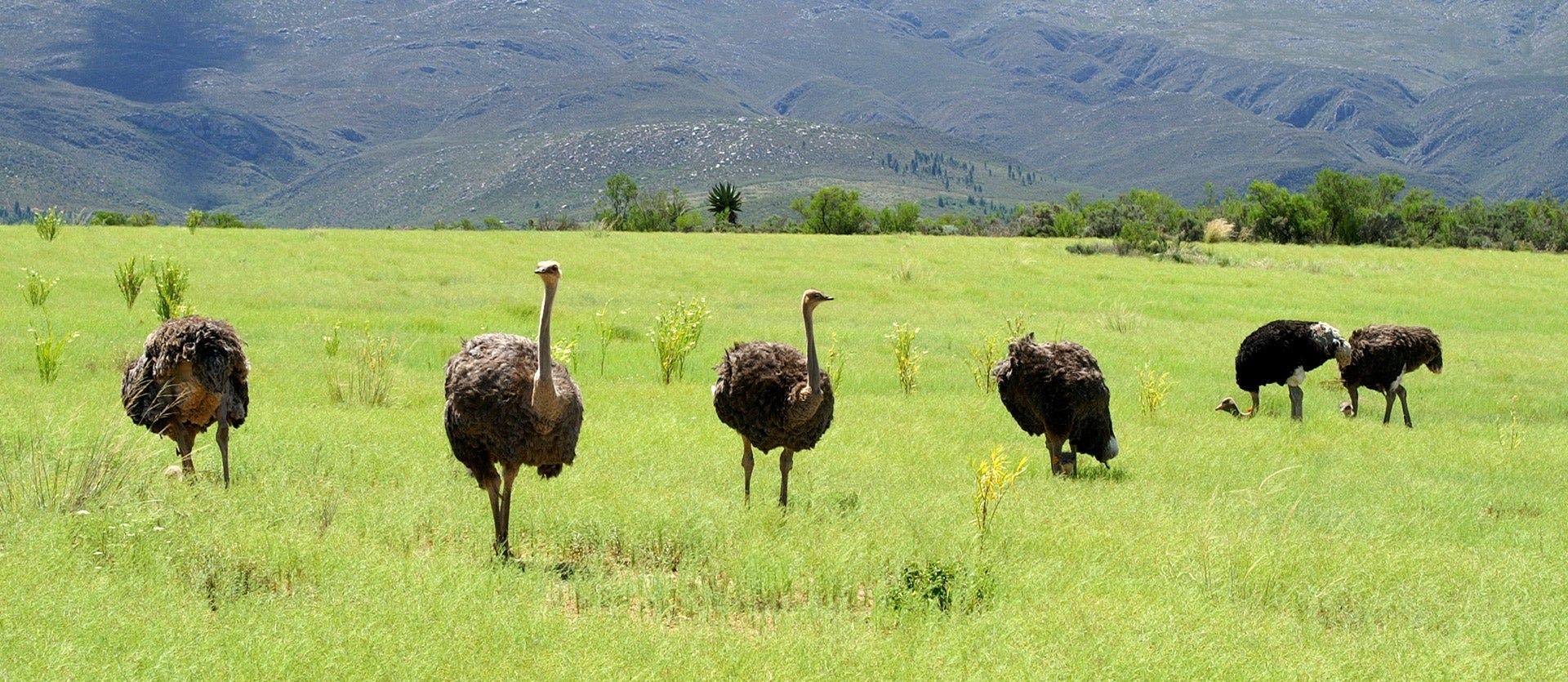 Safaris, Cape & Garden Route