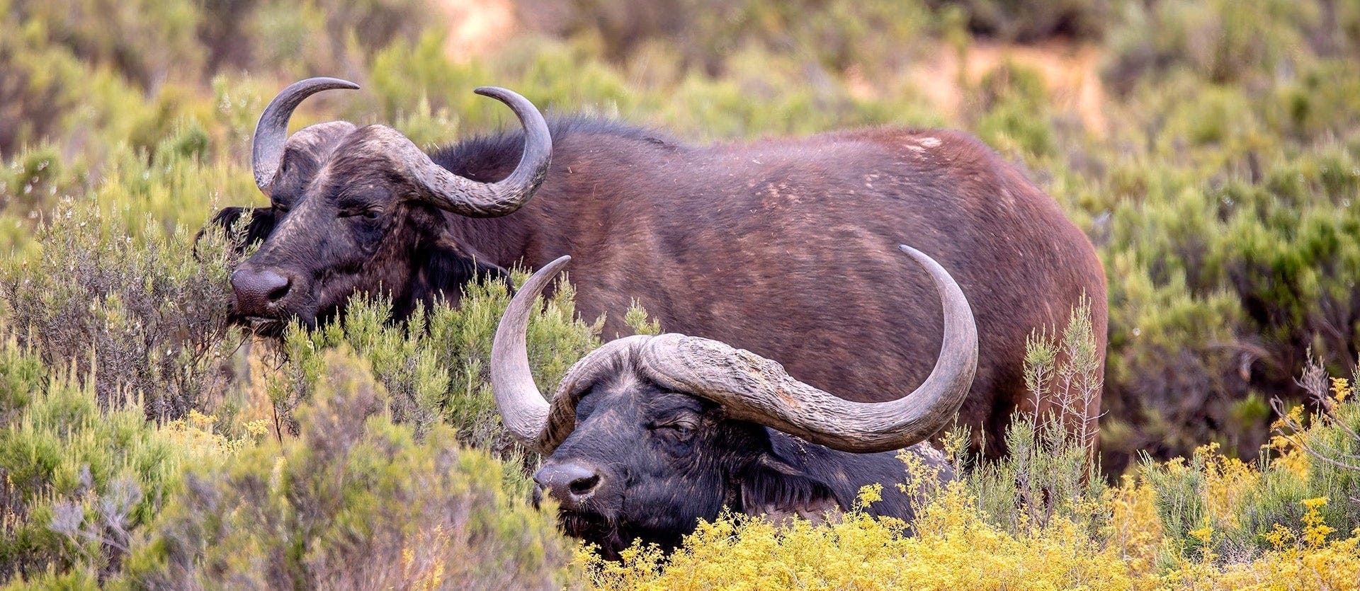 From Table Mountain to the Big Five Safari