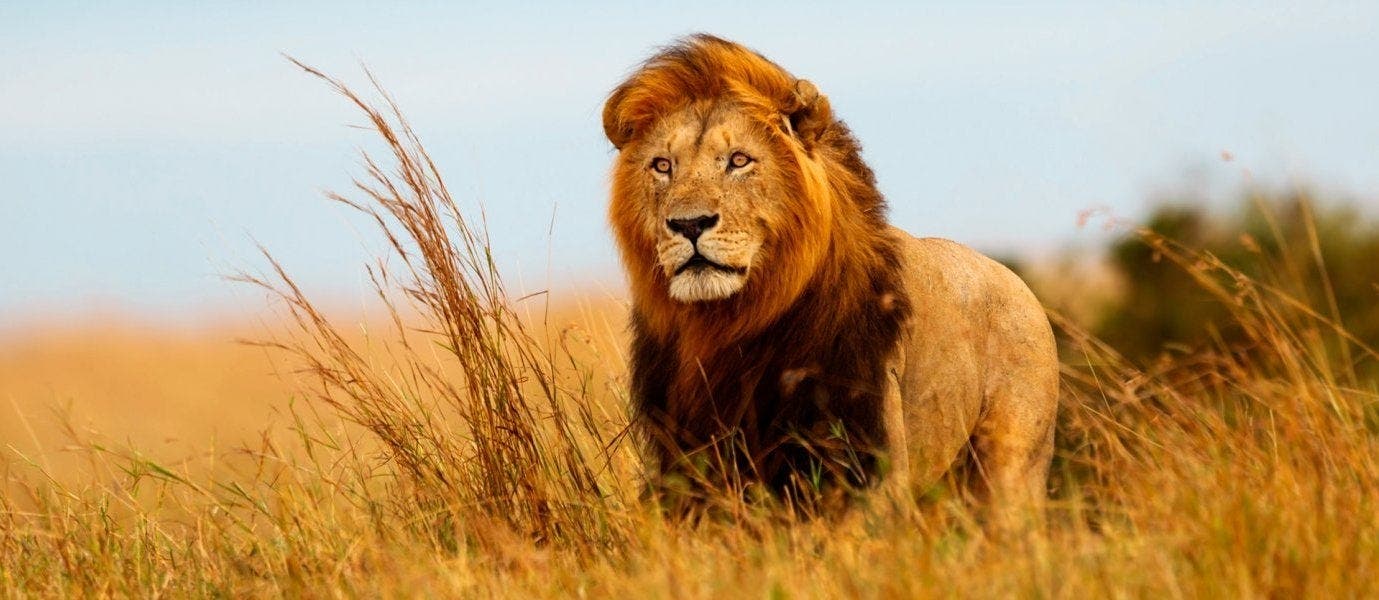 Luxury African Adventures