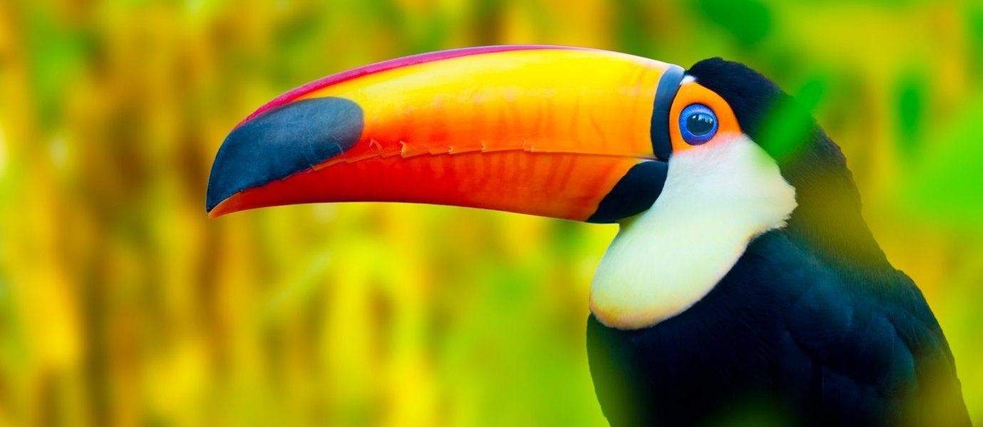 Panama City & All-Inclusive Playa Blanca