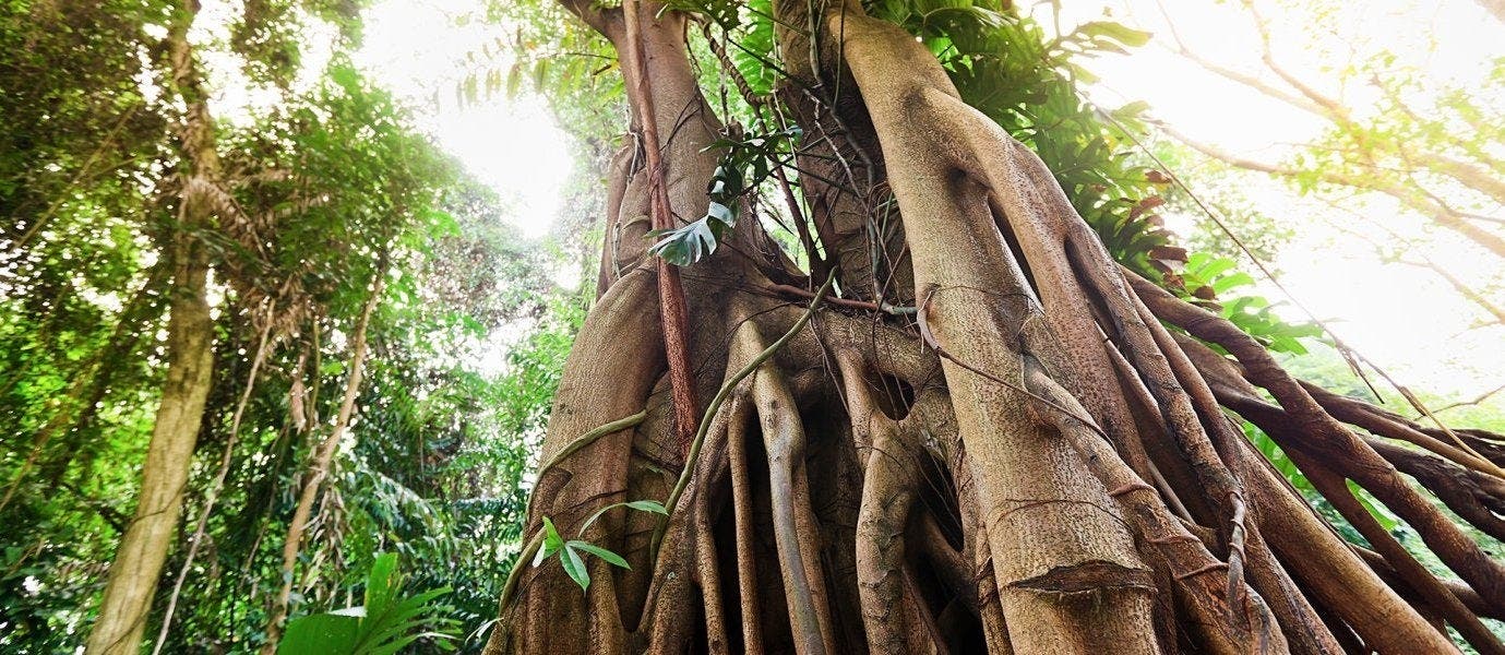 Off the Map: Inca Lands & Real Amazon