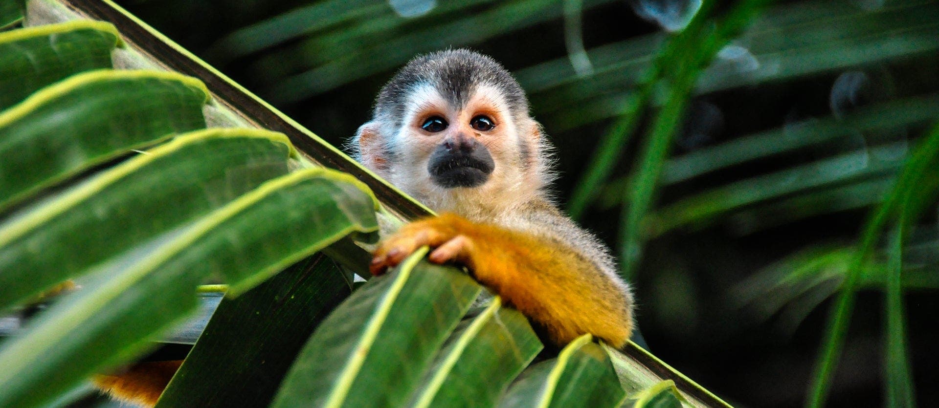 Arenal, Puerto Viejo & Bocas del Toro