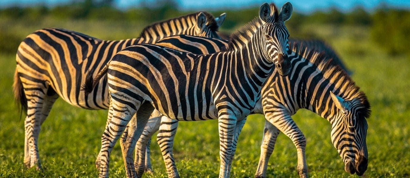Cape, Kruger, Victoria Falls & Chobe N.P.