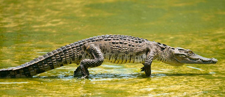 Crocodile