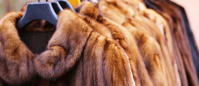 Animal Skins