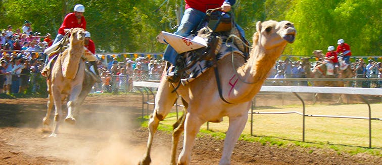 Alice Springs Camel Cup