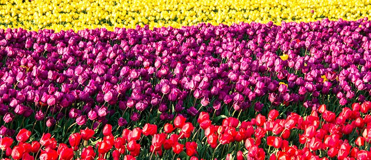 Tulip Festival