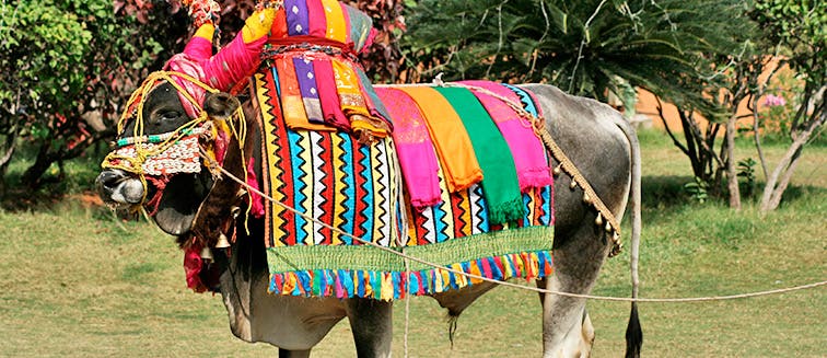 Pongal Harvest Festival