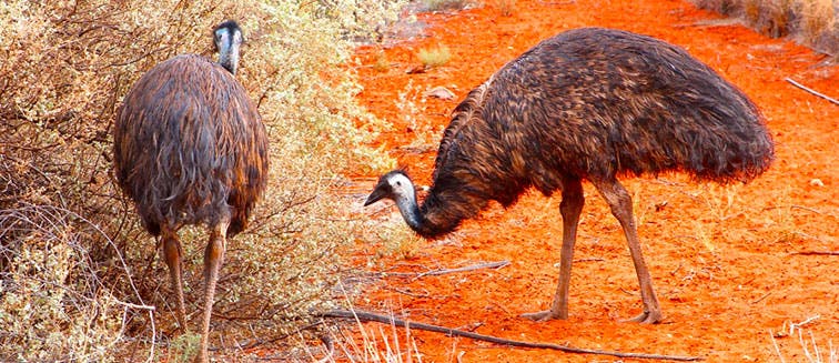 Emu