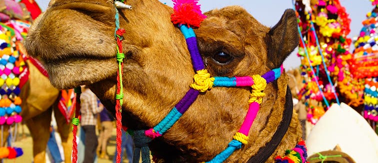 Festival de Bikaner