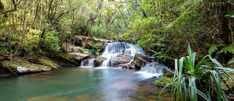 What to see in Madagascar Analamazaotra Natural Park