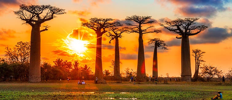 Qué ver en Madagascar Avenida de los Baobabs