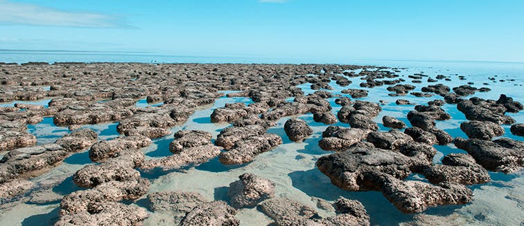 What to see in Australie Baie Shark