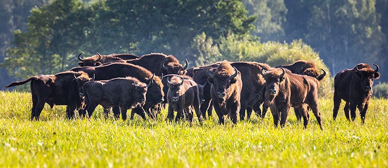 Sehenswertes in Belarus Belovezhskaya Pushcha National Park