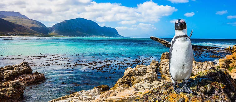 What to see in Afrique du Sud Boulder's Beach