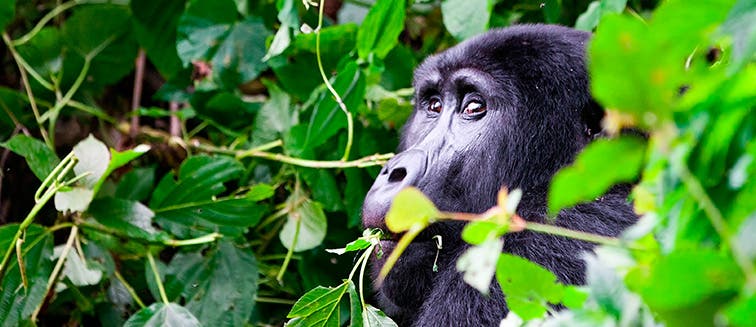 Sehenswertes in Uganda Bwindi-Nationalpark