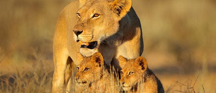 Sehenswertes in Botswana Central Kalahari Game Reserve