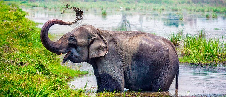 Sehenswertes in Nepal Chitwan