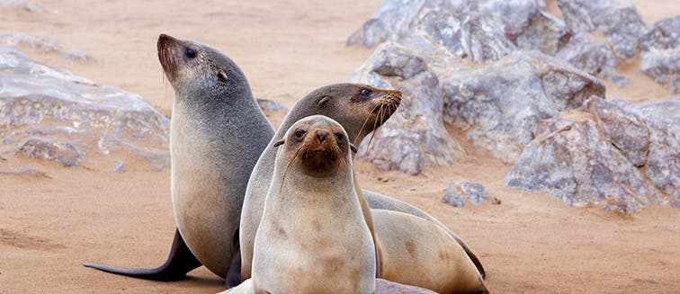 Qué ver en Namibia Costa de los Esqueletos y Cabo Cruz