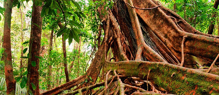 Sehenswertes in Australien Daintree Regenwald