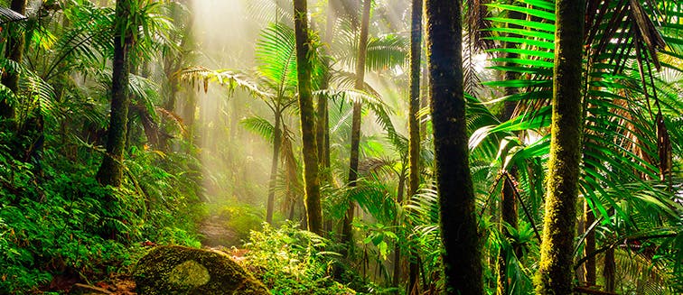 What to see in Puerto Rico El Yunque