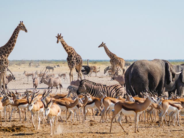 What to see in Namibie Parc National Etosha