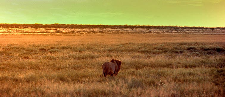 What to see in Botswana Ghanzi