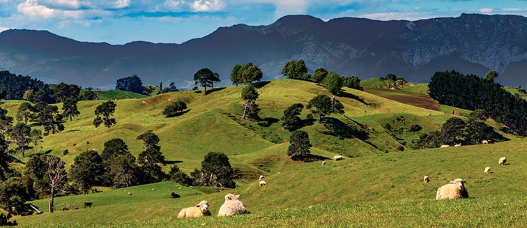 Qué ver en Nueva Zelanda Hobitton