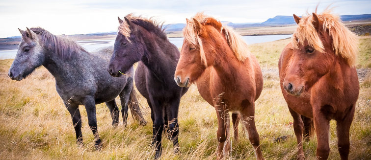 Qué ver en Islandia Hvolsvöllur